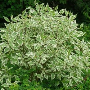 Dereń biały ELEGANTISSIMA C5