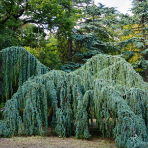 Cedr Glauca PENDULA