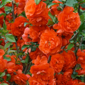 Pigwowiec ORANGE STORM