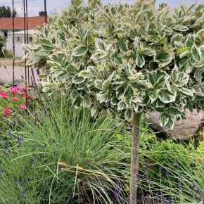 Trzmielina na pniu  FORTUNE A  EMERALD GAIETY 120-130 cm 