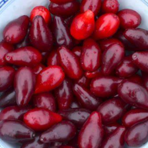 Dereń BOLESTRASZYCKI -C5