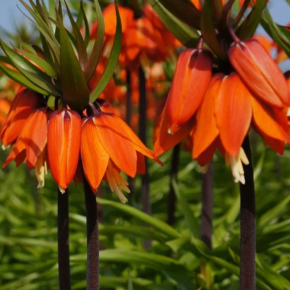 Korona cesarska ORANGE BEAUTY