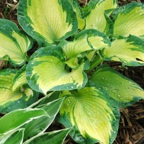 Funkia GOLDEN MEADOWS