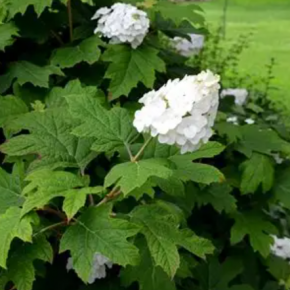 Hortensja DĘBOLISTNA