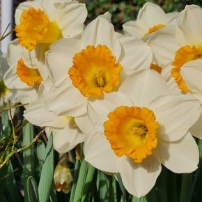 Narcyz ORANGE SUNSET