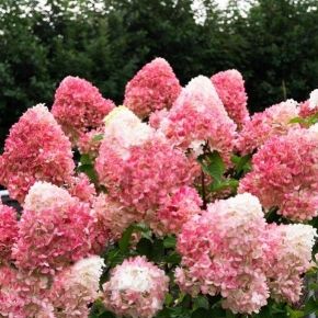 Hortensja STRAWBERRY BLOSSOM