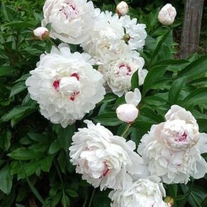 Piwonia FESTIVA MAXIMA