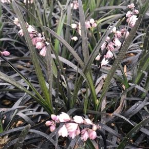 Konwalnik płaskopędowy NIGRESCENS