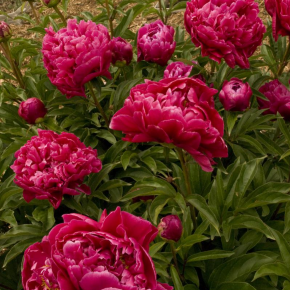 Piwonia KARL ROSENFIELD