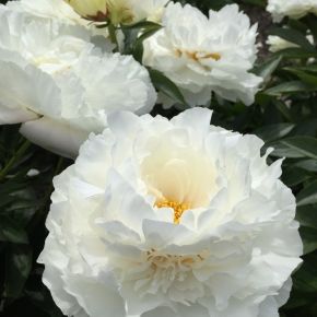 Piwonia SNOW PRINCESS