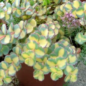 Rozchodnik Siebolda MEDIOVARIEGATUM