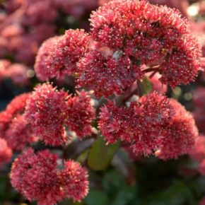 Rozchodnik DESERT RED