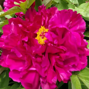 Piwonia Itoh BELLE TOULOUSAINE