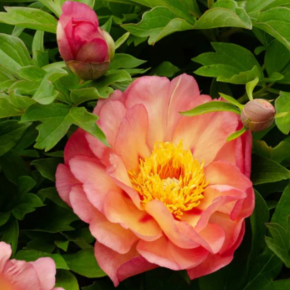 Piwonia itoh MAGICAL MYSTERY TOUR