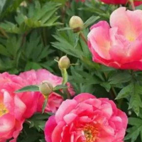 Piwonia itoh NEW MILLENNIUM