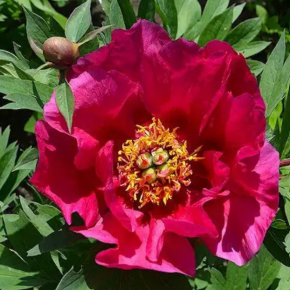 Piwonia ITOH WATERMELON WINE