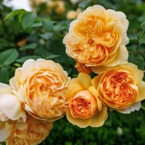 Róża angielska BRING ME SUNSHINE