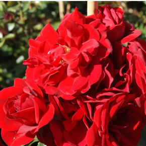 Róża pnąca AMADEUS