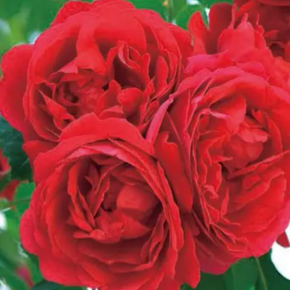 Róża pnąca DEEP LOVE