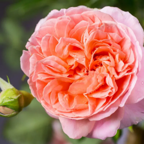 Róża angielska CHIPPENDALE