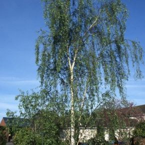 Brzoza DELÉCARLICA 