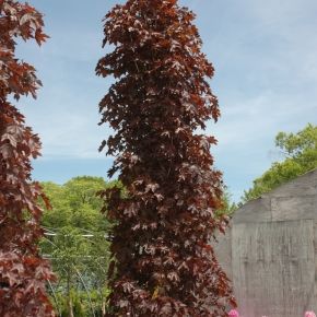 Klon zwyczajny CRIMSON SENTRY 140-160 cm 