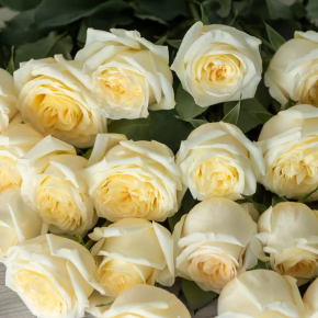 Róża wielokwiatowa CANDELIGHT