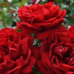 Róża wielokwiatowa EROTICA