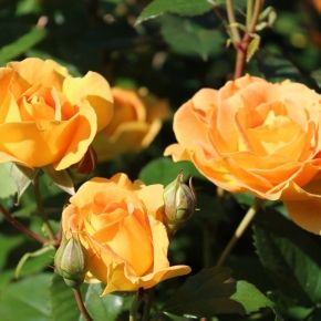 Róża rabatowa GOLDELSE