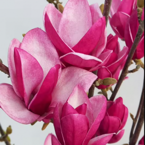 Magnolia STARBURST