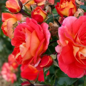 Róża rabatowa GEBRÜDER GRIMM