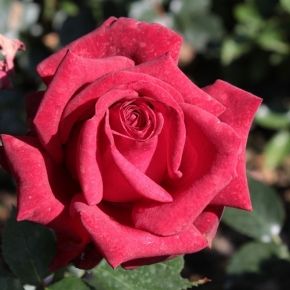 Róża wielkokwiatowa GRANDE CLASSE 