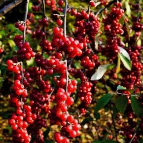 Cytryniec SADOVA NO. 1