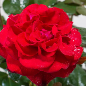 Róża wielokwiatowa MARLENE