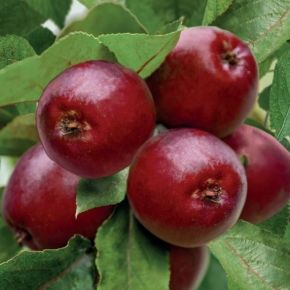 Jabłoń kolumnowa MAYPOLE