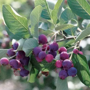 Świdośliwa PRINCESS DIANA 