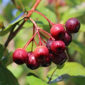Aronia Czerwona BRILIANT