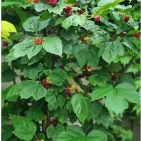 Malina kolumnowa RASPBERRY TOWER HARA