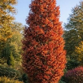Dąb CRIMSON SPIRE
