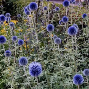 Przegorzan kulisty BLUE GLOBE