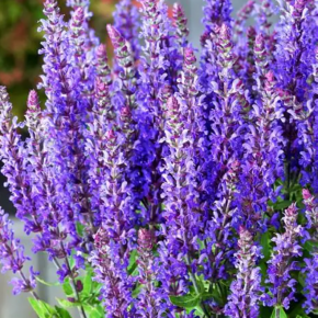 Szałwia omszona RIANNE PURPLE