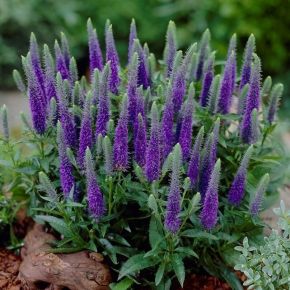 Przetacznik kłosowy ULSTER DWARF BLUE