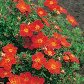 Pięciornik krzewiasty RED ACE