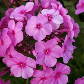 Floks Flame LA CREME PINK