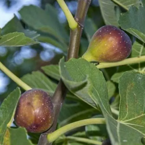 Figa DELLA PORTUGALLO