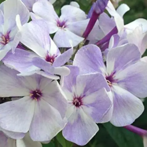 FLOKS Flame HEAVENLY BLUE
