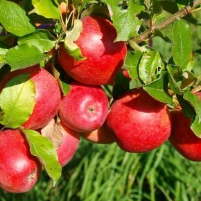 Jabłoń OLIWKA CZERWONA 