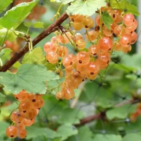 Porzeczka różowa na pniu ROSA CHAMPAGNE