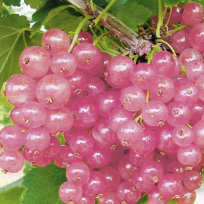 Porzeczka różowa na pniu ROSA SPORT