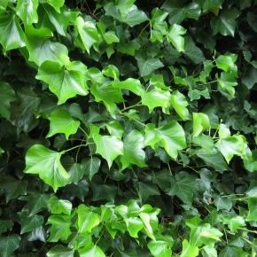 Bluszcz pospolity HEDERA HELIX 120-140 cm 